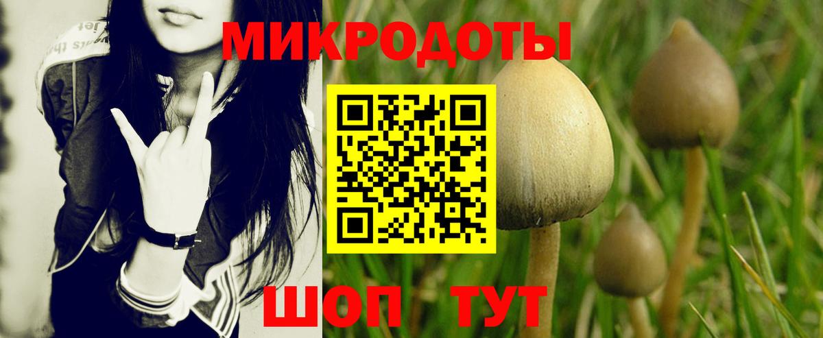 Сальск  Псилоцибиновые грибы Psilocybe  Вход с VPN 
